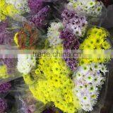 Fresh Cut Chrysanthemums Flower thumbnail-6