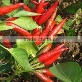 Hot Chili Seeds for Sowing thumbnail-1