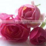 Pure & Natural Rose Oil / INDIA'S NO. 1 EXPORTER'S / MANUFACTURER / SUPPLIERS thumbnail-3