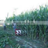 2016 New Model Corn Harvester thumbnail-4