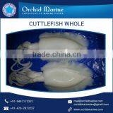 2016 Stock Frozen Whole Cleaned Cuttlefish Exporter / Seller / Supplier thumbnail-6