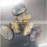 VACCUM PACKING BABY CLAM FOR SALE thumbnail-1