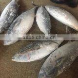 2016 High Quality Frozen Bonito Tuna 200g-300g thumbnail-1