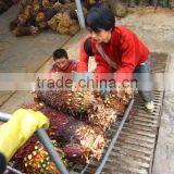 Cycas Revoluta Bare Root thumbnail-5