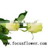 2016 hot sale fresh cut rose flower roses flowers vendela rose with 20stems/bundle from china alibaba kenya