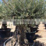 Olive Tree Olea Europaea Bonsai thumbnail-2