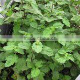 Patchouli Oil thumbnail-2