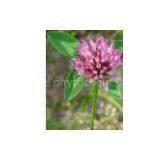 Supplying Red Clover Extract Isoflavones thumbnail-1
