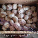 Chinese Natural 5cm Red Garlic Loose Packing In 10kg Box thumbnail-4
