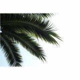 Artificial Coconut Tree thumbnail-3