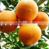 100%pure and high quality Tangerine peel oil with low price