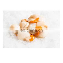 Dried Scallop Meat Price Good