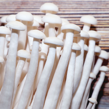 Fresh Mushroom (WWWdotSULEN-INDdotCOM) thumbnail-1