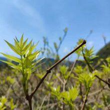 Plant Extract Dihydromyricetin DHM Powder 98% Vine Tea Extract Ampelopsis Grossedentata Leaf Extract Cas Number 27200-12-0 thumbnail-3