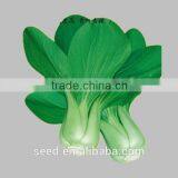 Hybrid Chinese Pakchoi Seeds for Planting SXPa No.1