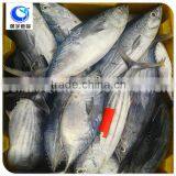 Block Shape and Sardine Variety Frozen Skipjack Tuna Whole Round thumbnail-5