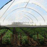 Green vegetable plants trellis insect nets ,greenhouse insect net