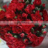 Various Crazy Selling Products for 2015 Carnation Flower thumbnail-1