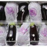 Original Fresh Eggplant Made in Viet Nam- Best Price thumbnail-2