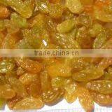 Yellow Raisin thumbnail-1