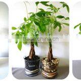 80cm Pachira Five Braided Tree Birng Luck Pachira Houseplant Bonsai thumbnail-4