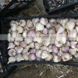 Fresh Garlic thumbnail-1