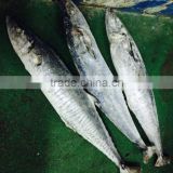 Sea Frozen Fresh Spanish Mackerel For Sale
