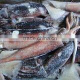 Frozen Todarodes Pacificus Squid