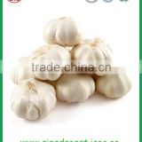 high quality fresh nomal white garlic with best price