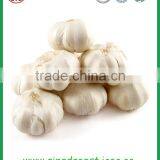 Chinese Natural Spice Garlic Supply to Singapore thumbnail-3