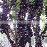 Jaboticaba Seeds Jabuticaba Guapuru Hivapuru Sabara Ybapuru Brazilian Grape Tree Seeds For Growing thumbnail-2