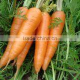Best Quality 1%,10%, 20%, 25%, 30% Beta Carotene Powder and Granules thumbnail-3