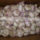 HACCP Certification China Fresh Garlic thumbnail-6