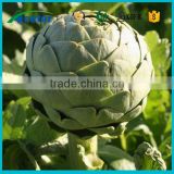 GMP standard Artichoke extract powder free sample product to test