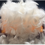 Feather and Down thumbnail-4