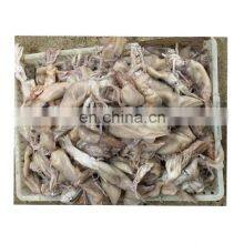 Whole Round Frozen USA Boston Illex Squid, ILLEX ILLECEBROSUS