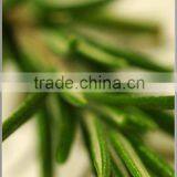 Precious Pure Aroma Rosemary Oil In Bulk Quantity thumbnail-1