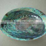 Green New Zealand Paua Abalone Shell Raw Material thumbnail-3