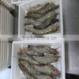 Frozen Shrimp and Shrmp Prawn thumbnail-1