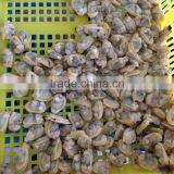 Frozen Seafood Boiled Clam Meat thumbnail-3