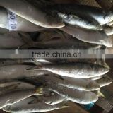 Best price of frozen sardine With the Quality