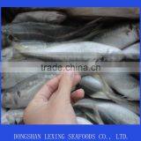 Sea Frozen Horse Mackerel thumbnail-1