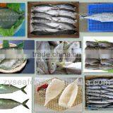 Frozen Horse Mackerel Fish (decapterus Maruadsi) thumbnail-1