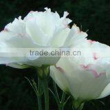 Quality Best-Selling Wholesale Big Bud Eustoma thumbnail-6