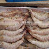 frozen vannamei white shrimp for sale