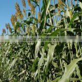 Industrial Automatic Screw Type Sweet Sorghum Pressing Machine Factory Wholesale thumbnail-5