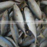 FROZEN INDIAN MACKEREL WHOLE ROUND thumbnail-1