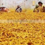 GOLDED YELLOW HIGH QUALITY ERODE TURMERIC FINGER thumbnail-1