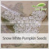 large size snow white pumpkin seed for sale