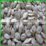 China 2015 New Crop Inexpensive Snow White Pumpkin Seeds Hot Sale